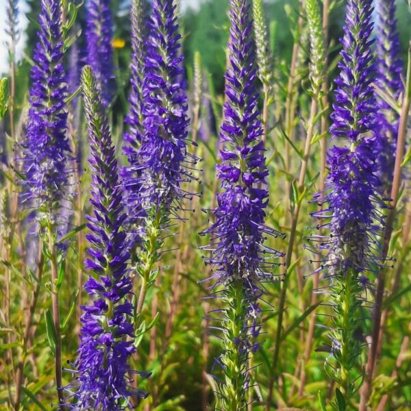 Axveronika - Bild 2