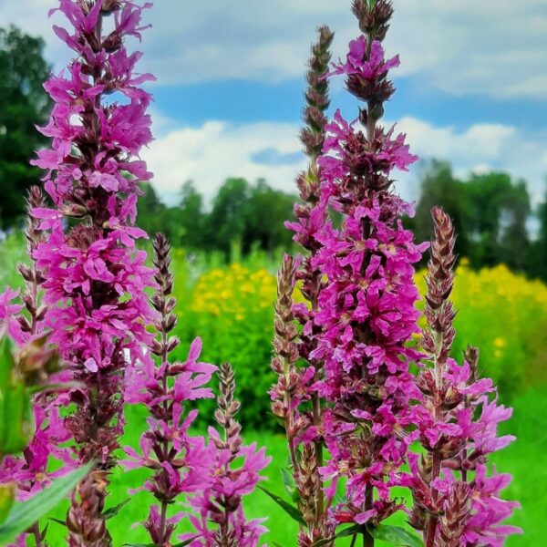 Fackelblomster - Bild 2