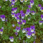 Styvmorsviol