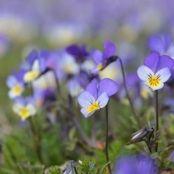 Styvmorsviol - Bild 4