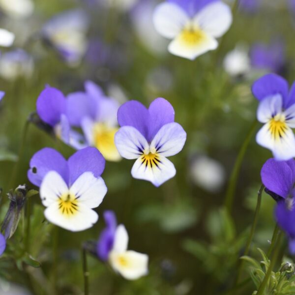 Styvmorsviol - Bild 2