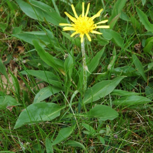 Svinrot