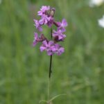 Tjärblomster
