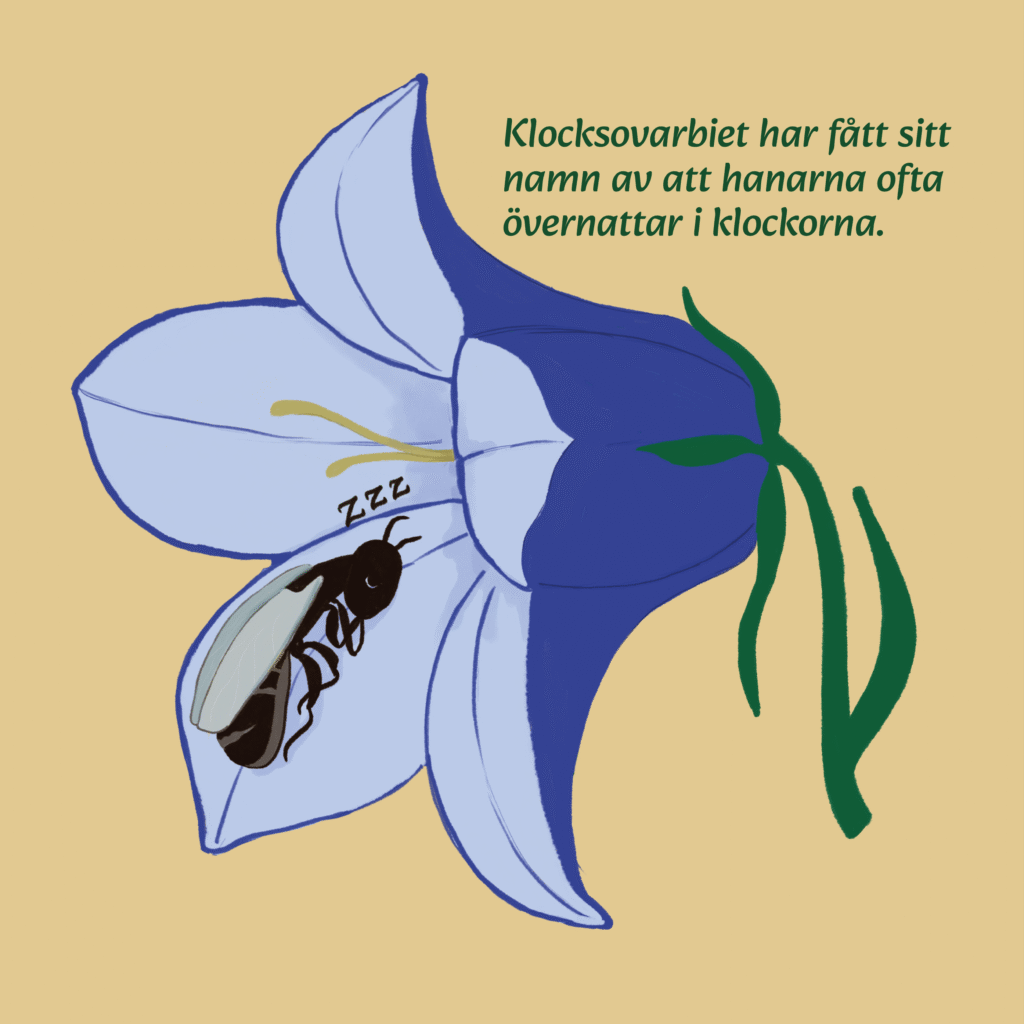 Klocksovarbi