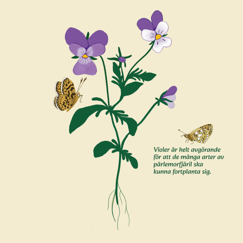 Styvmorsviol